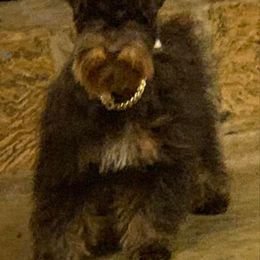 Poison Ivy - Miniature Schnauzer