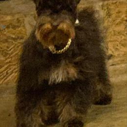 Poison Ivy - Miniature Schnauzer