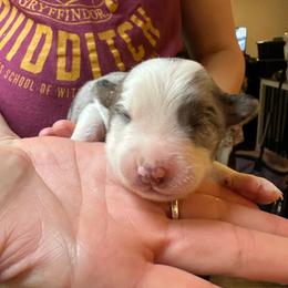 Rad - Blue merle male Australian Shepherd puppy in Monroe, North Carolina from Meekey Family Aussies