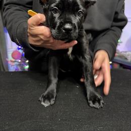 Cane Corso Puppies from Gaxx Corsos