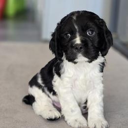 Reginald - Black and white Cocker Spaniel puppy in Crewe, Virginia from Suzanne's Cockers