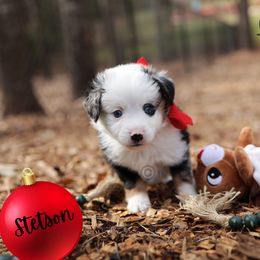 Stetson - BMM- split face - Blue merle male Toy Australian Shepherd puppy in Nacogdoches, Texas from TK Standard, Mini, & Toy Aussies