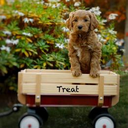 Treat - Red  female Goldendoodle puppy in Mendon, Massachusetts from Comfort & Cuddle Co