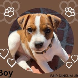Brown collar - Tri-color Jack Russell Terrier puppy in Santa Clarita, California from Fair Dinkum Jack Russell Terriers
