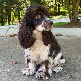Penny - Cockapoo