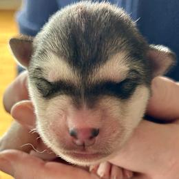Bannock - Gray and white male Alaskan Malamute puppy in Palmyra, Michigan from Illusion Kennel