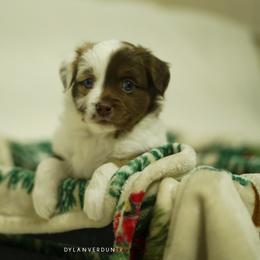 Miniature Australian Shepherd Puppies from Talbot's Mini Aussies