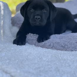 Boy 3 - Labrador Retriever puppy in Santa Rosa, California from Valley of the Moon Labradors