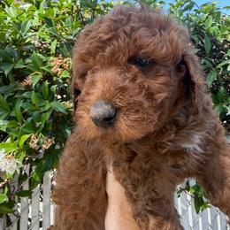 Orange - Red male Labradoodle puppy in Shingle Springs, California from California Double Doodles