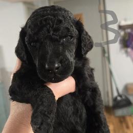 Silver Collar Boy - Black male Poodle puppy in Keats, Kansas from Little Apple Standard Poodles