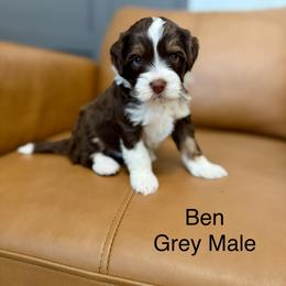 Gray collar male - Red tri-color male Assorted Doodle Crosses puppy in Springville, Utah from JW Doodles