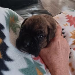 Brindle girl - Brindle female Boxer puppy in Morriston, Florida from Like The Wind Boxers