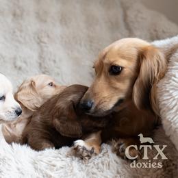 Dachshund Puppies from CTX Doxies