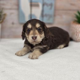 Boston - Chocolate and cream male Dachshund puppy in Norwood, Missouri from Madra's Dashing Doxies