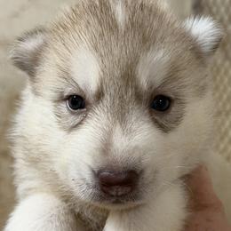 Lily - Red and white female Siberian Husky puppy in Loudon, Tennessee from Kristari Siberians