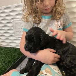 Bernedoodle Puppies from Bern'N Love Doodles