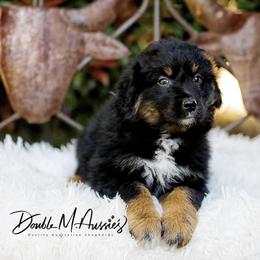 Bandit - Black tri-color male Australian Shepherd puppy in Olivehurst, California from Double M Aussies