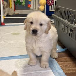 Golden Retriever Puppies from Caliber Golden Retriever’s