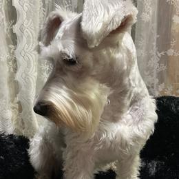 Lilly - Miniature Schnauzer