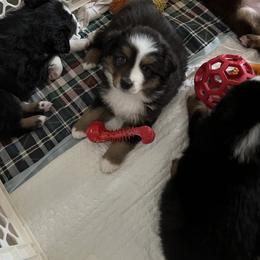 Miniature American Shepherd Puppies from Fuzzbottom Miniature American Shepherd