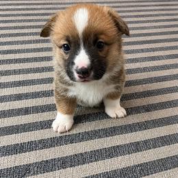 Royce Ba Doyce - Red male Pembroke Welsh Corgi puppy in Aumsville, Oregon from West Coast Corgi