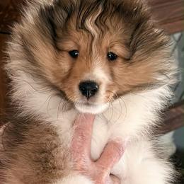 Molly - White and sable female Shetland Sheepdog puppy in Liberty, Missouri from Kyntara Shelties