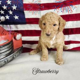 Strawberry - Golden female Cockapoo puppy in Mancelona, Michigan from Lavender poodles & doodles
