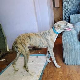 ASHTON - Blue brindle male Whippet puppy in Goldendale, Washington from Amulet Charm