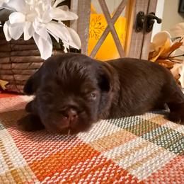 Merlot - Liver male Shih Tzu puppy in Glens Falls, New York from Shih Tzus N Giggles