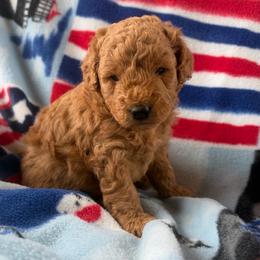 Rubble - Red  male Goldendoodle puppy in Mayville, Michigan from Guiding Light Doodles