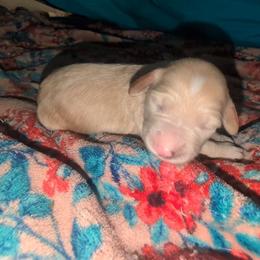 Hermione - Fawn and white female Sheepadoodle puppy in Austin, Texas from Darling Doodles