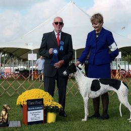 Greyhound All Grown Up from Harmony Greyhounds