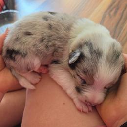 Girl 3 Green - Sable merle female Border Collie puppy in Bradley, South Carolina from DiCola Farm