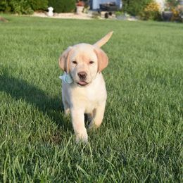 Dilute Retriever Puppies from Royalty Retrievers