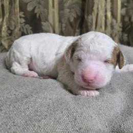 Boy 1 - Cream male Goldendoodle puppy in Austin, Texas from Doodles Fur Days