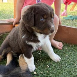 Reba - Red tri-color female Australian Shepherd puppy in Roff, Oklahoma from Circle J Aussies