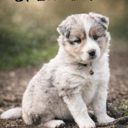 Spencer - Blue merle male Border Collie puppy in Sanger, California from Flying M Cactus Ranch Buddies