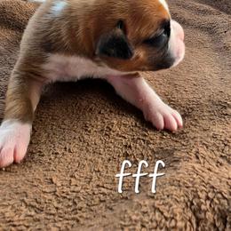 Flashy fawn male - Fawn male Boxer puppy in Farmington, Pennsylvania from Impression's Boxers