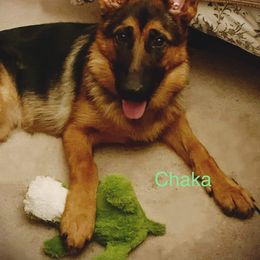 German Shepherd Puppies from Majestic Royal German Shepherd’s