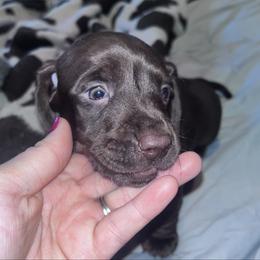 Otis - Chocolate male Dachshund puppy in Turtletown, Tennessee from Stachia’s C4 Dachshunds