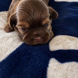 Stripes - Liver female Shih Tzu puppy in Winston Salem, North Carolina from Jay&Ray Shih Tzu’s