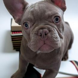 Bear-E - Liver male French Bulldog puppy in Spokane, Washington from Wow-za French Bulldogs