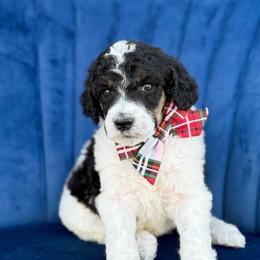 Oz - Parti male Poodle puppy in Bellville, Ohio from Cedar Ridge Standard Poodles