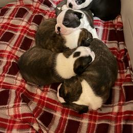 Boston Terrier puppies from 3B Kennels-Beth’s Best Boston’s