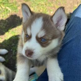 Miata - Chocolate female Pomsky puppy in Greenfield, Minnesota from SRF Pomskies