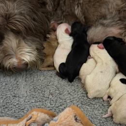 Sleepy - Chalk male Australian Labradoodle puppy in Cashmere, Washington from Mountain Home Doodles