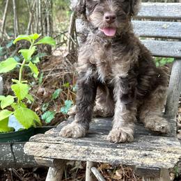 Goldendoodle Puppies from 24 Karat Doodles