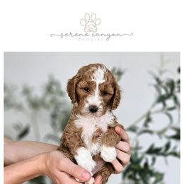 Pink Girl - Red  Goldendoodle puppy in Saratoga Springs, Utah from Serene Canyon Doodles