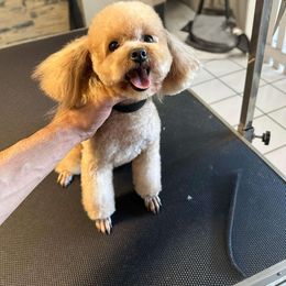 Shelly - Maltipoo