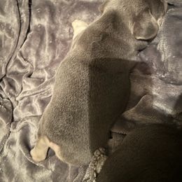 "GIO" French Bulldog Puppies from Only Frenchies